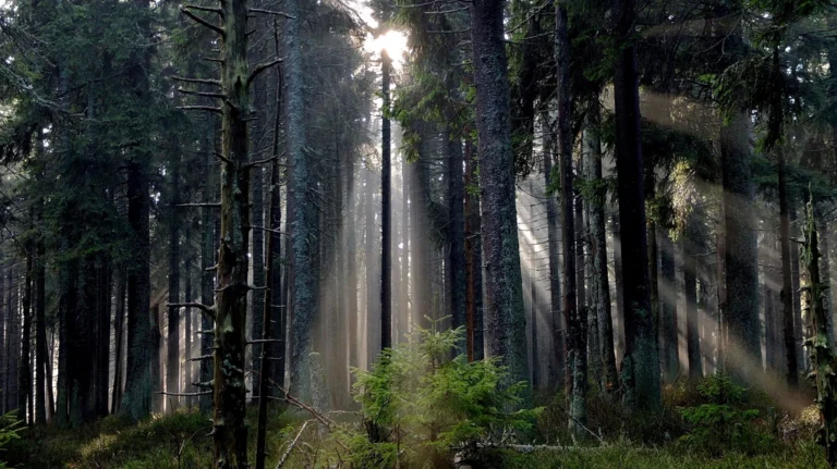 Sun rays shining trees foggy